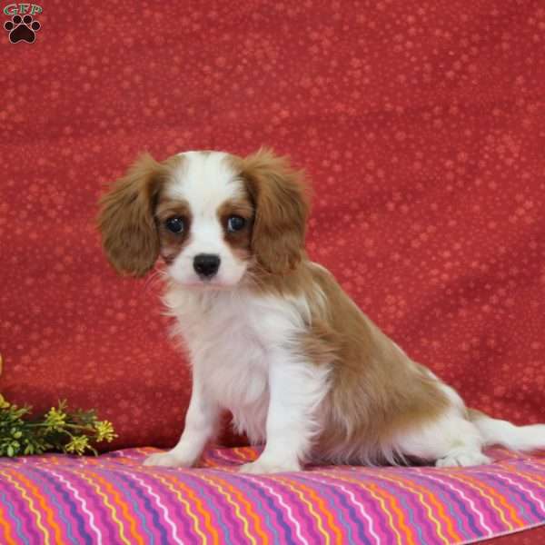 Peanut Butter, Cavalier King Charles Spaniel Puppy